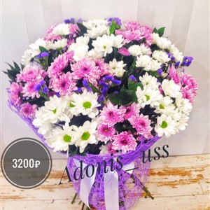 Разноцветная хризантема